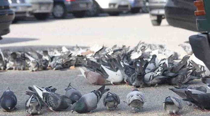 Alimentar animais errantes na via pública pode dar multa até 3700 euros Gazeta das Caldas