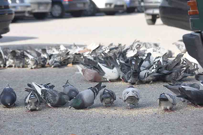 Alimentar animais errantes na via pública pode dar multa até 3700 euros