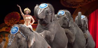 Circos com animais podem ter os dias contados Gazeta das caldas