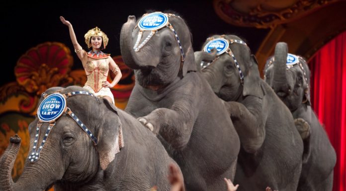 Circos com animais podem ter os dias contados Gazeta das caldas