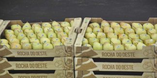 Gazeta das Caldas - Pêra Rocha