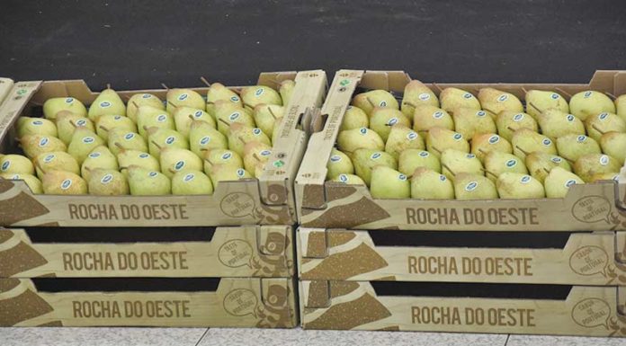 Pera Rocha com exportações acima do esperado, apesar do mau ano agrícola Gazeta das Caldas - Pêra Rocha