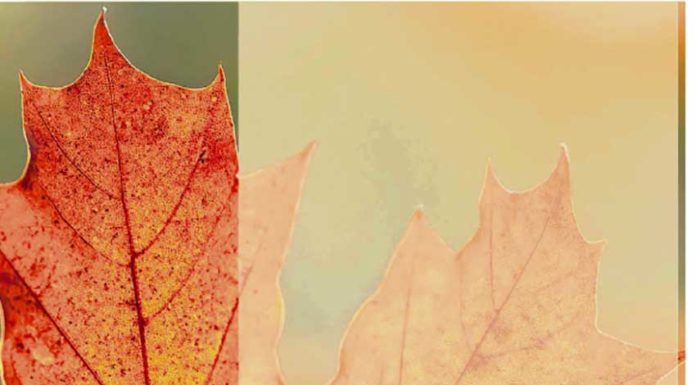 Seniores e vida activa Gazeta das Caldas - Seniores