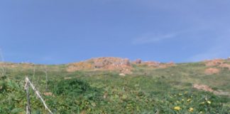 Nasceu pela primeira vez uma cria de roque-de-castro na Berlenga