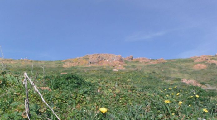 Nasceu pela primeira vez uma cria de roque-de-castro na Berlenga