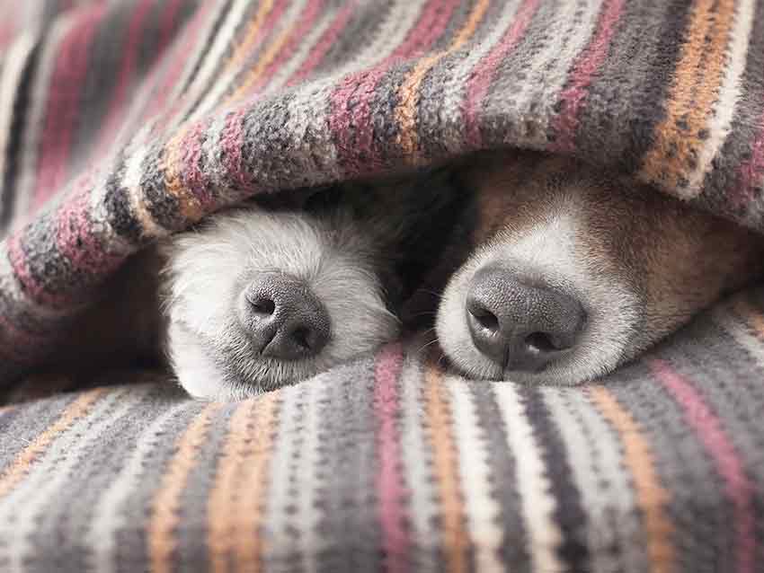 cold-weather-tips-dogs-fb-519388263