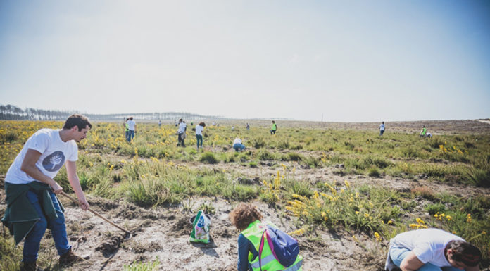 Marca de roupa planta 10 mil árvores no Pinhal de Leiria