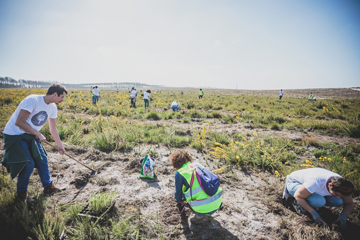 Marca de roupa planta 10 mil árvores no Pinhal de Leiria