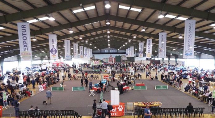 Exposição Canina das Caldas juntou mais de 500 exemplares