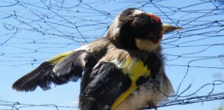 SPEA quer proibir fabrico, posse e venda de armadilhas para aves