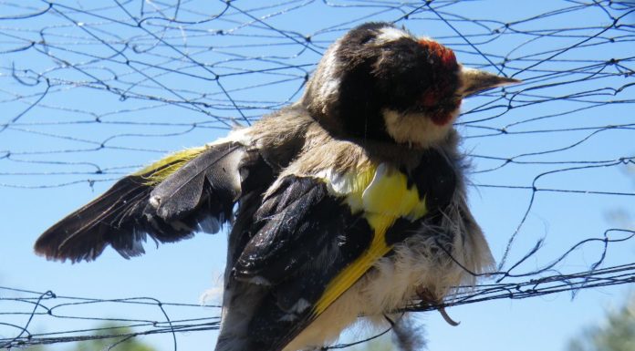 SPEA quer proibir fabrico, posse e venda de armadilhas para aves