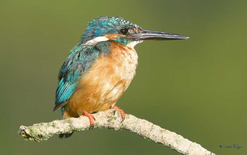Gazeta das Caldas - Asas e Bicos