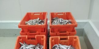 Mais de 350 quilos de pescada imatura apreendida na Nazaré