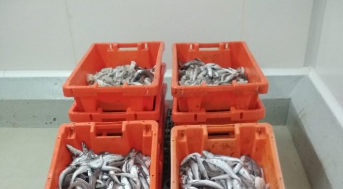 Mais de 350 quilos de pescada imatura apreendida na Nazaré