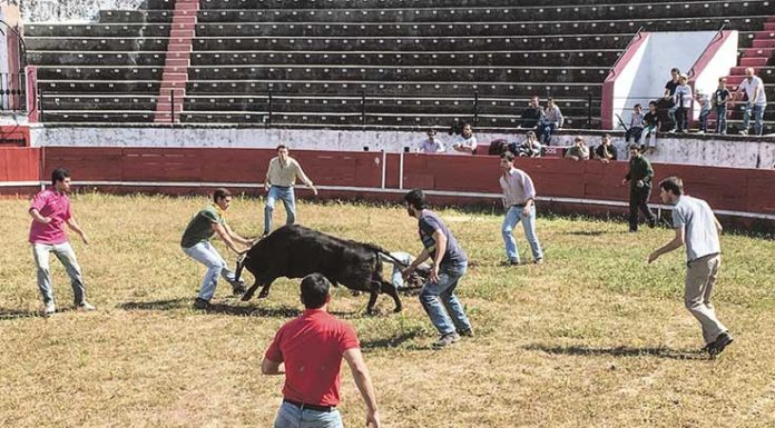 Forcados das Caldas já têm 25 anos e organizaram treino aberto na Praça de Touros