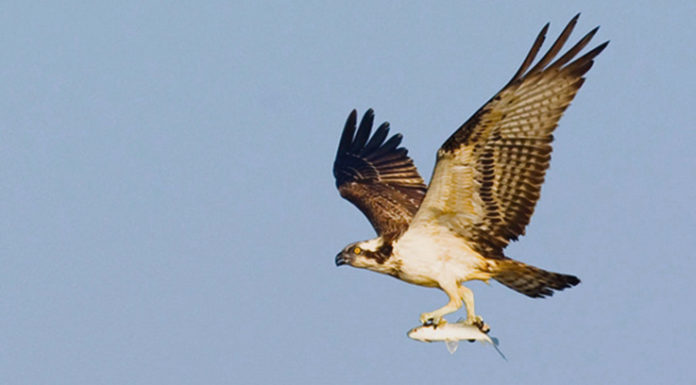 Águia-pesqueira (Pandion haliaetus)