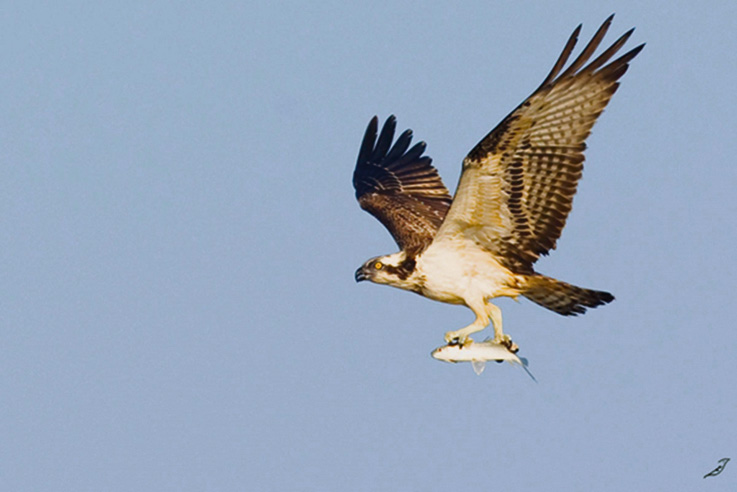 Águia-pesqueira (Pandion haliaetus)