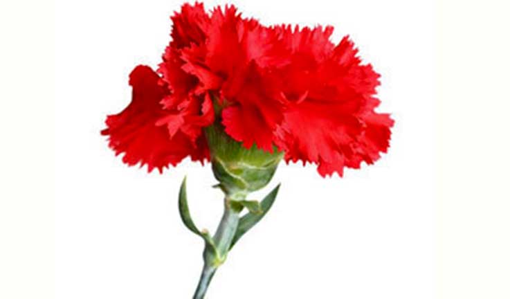 PS comemora Abril no Coto