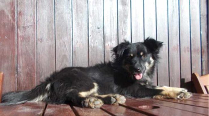 Perdidos & Achados para adopção