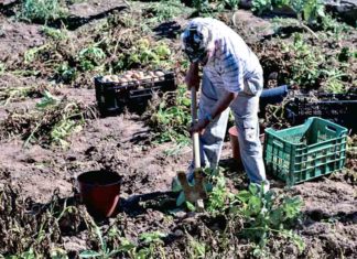 Agricultores do Oeste repudiam acordo UE–Mercosul Gazeta das Caldas - Agricultura