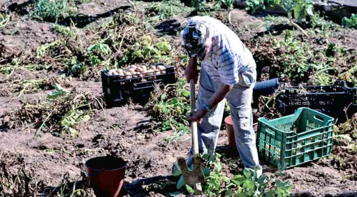 Agricultores do Oeste repudiam acordo UE–Mercosul Gazeta das Caldas - Agricultura