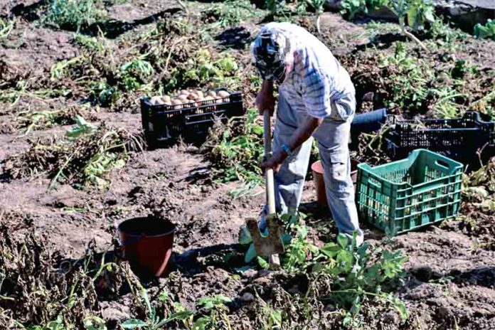 Agrícultura Gazeta das Caldas - Agricultura