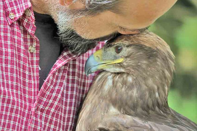 Gazeta das Caldas - Falcoeiro