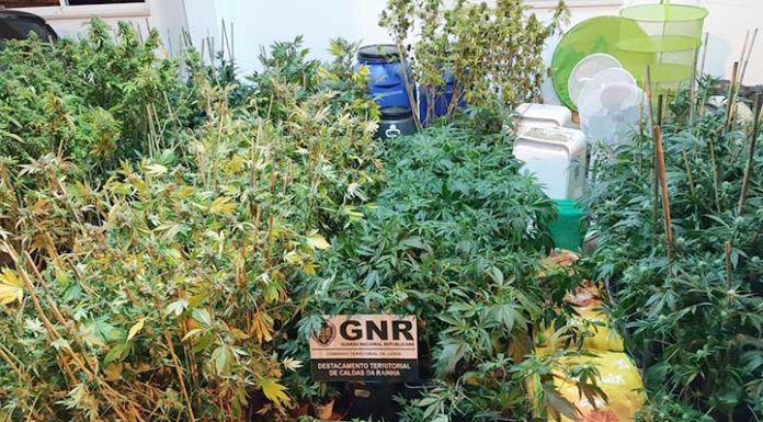 GNR encontra “fábrica de cannabis” na Cela