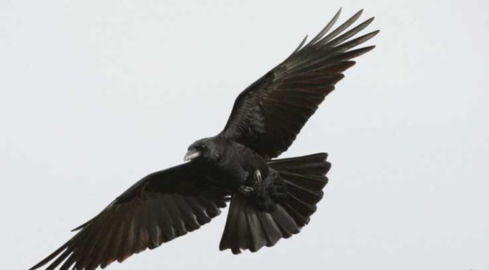 Gralha-preta (Corvus corone)