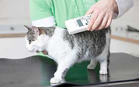 Chip vai ser obrigatório também nos gatos. Multas irão dos 50 aos 3740 euros.