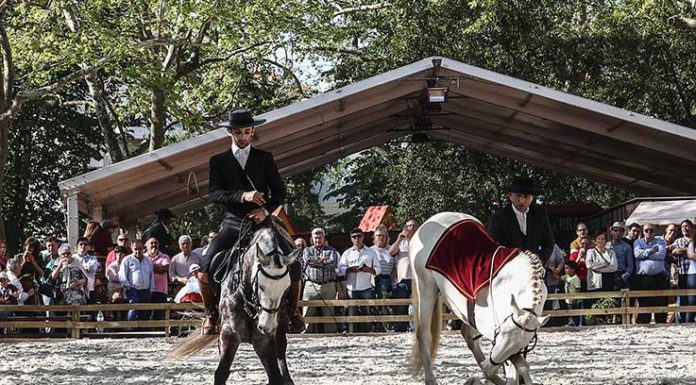 Oeste Lusitano no Parque a partir de hoje
