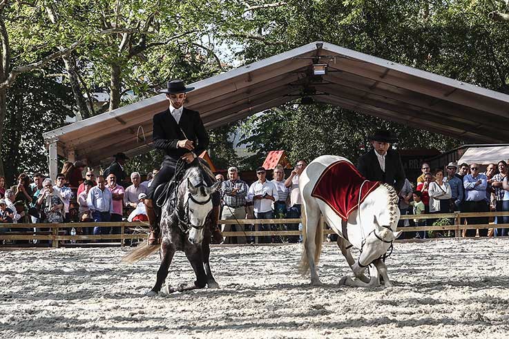 Oeste Lusitano no Parque a partir de hoje