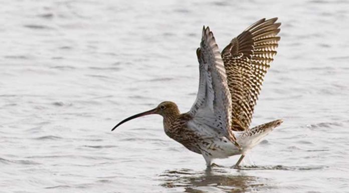 Maçarico-real (Numenius arquata)