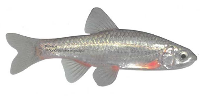 Ruivacos no rio da Pedra