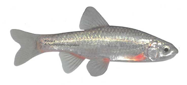 Ruivacos no rio da Pedra