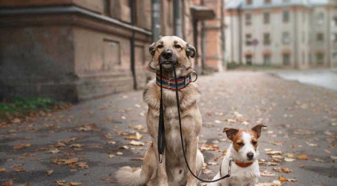 O Seu Animal Sai Sozinho?
