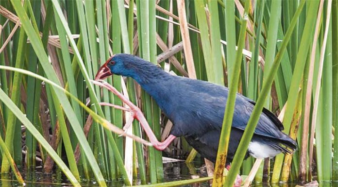 Camão (Porphyrio porphyrio)