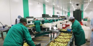 Pêra Rocha pode chegar à China em 2020. Carne de porco já exporta mil toneladas por semana.