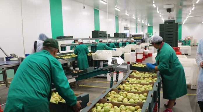 Pêra Rocha pode chegar à China em 2020. Carne de porco já exporta mil toneladas por semana.