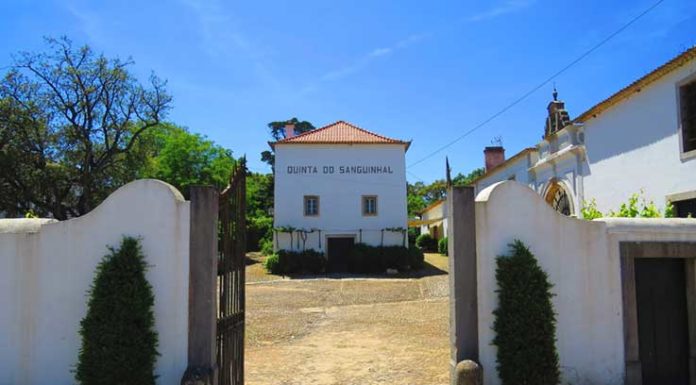 Gastronomia, vinho e música no Open Day na Quinta do Sanguinhal