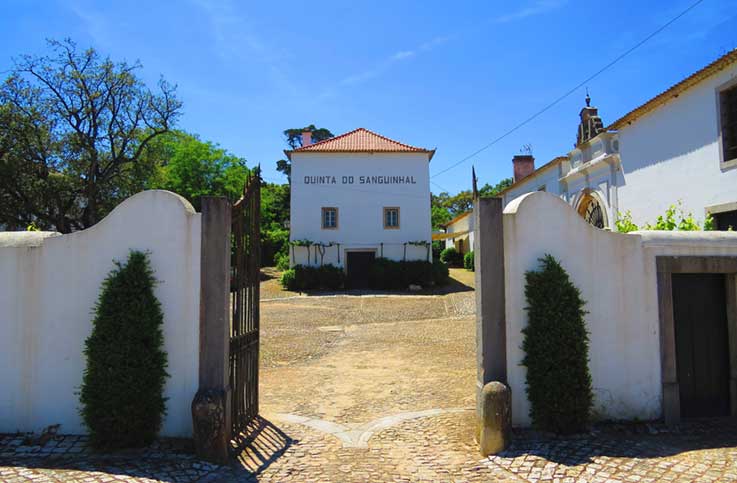 Gastronomia, vinho e música no Open Day na Quinta do Sanguinhal