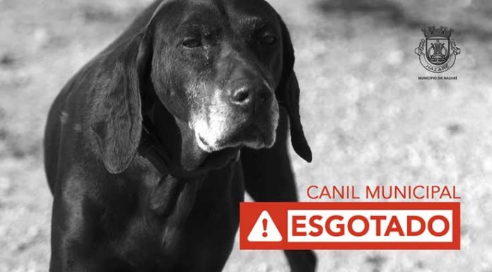Canil da Nazaré está esgotado com quase 100 cães