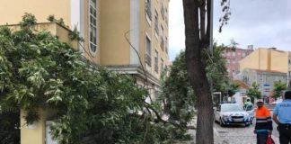 Queda de árvore junto à Misericórdia não causou danos