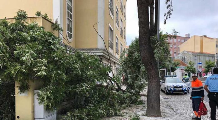 Queda de árvore junto à Misericórdia não causou danos