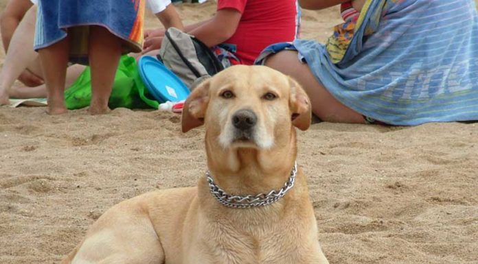 Agradecimento ao Dany, o cão-guia