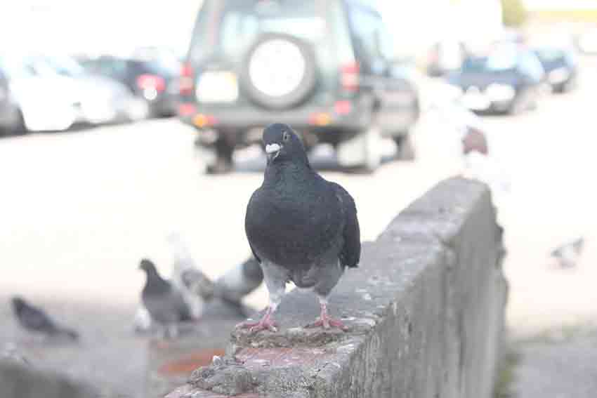 Câmara instalou espelhos de gel para afastar os pombos e diz que queixas diminuíram