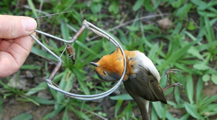 Petição que pede fim de armadilhas para aves entregue no Parlamento