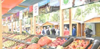 Frutos: feira é gratuita, mas concertos pagam-se