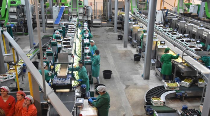 COOPVAL investe seis milhões de euros na modernização da central fruteira