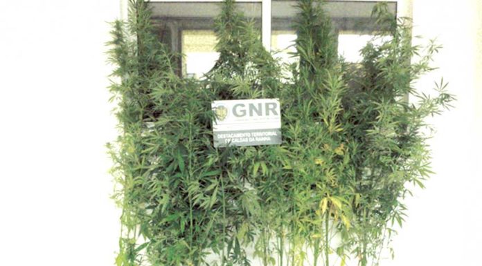 Detidos com droga em Peniche e nas Caldas
